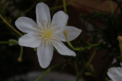 Close-up of white flowers blooming outdoors