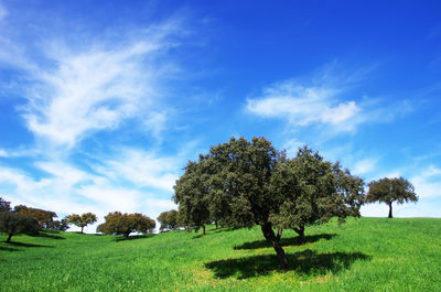 Trees on field against sky