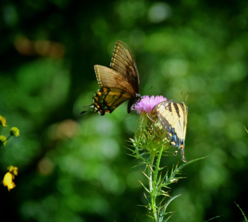 BUTTERFLY POLLINATING ON FLOWER