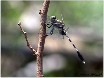 Close-up of dragonfly on plant