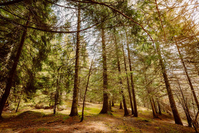 Trees in forest