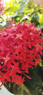 Close-up of red flowering plant