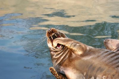 Two animals in the lake