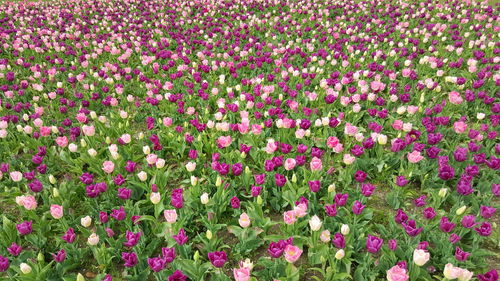 Pink flowers blooming on field