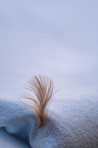 High angle view of feather on bed