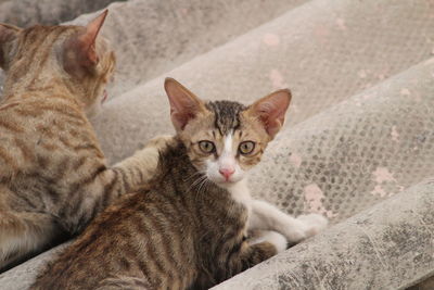 Portrait of kitten relaxing outdoors