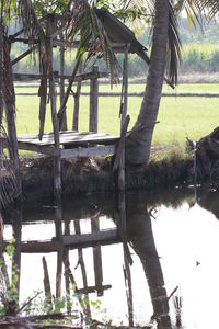 Reflection of trees in a lake