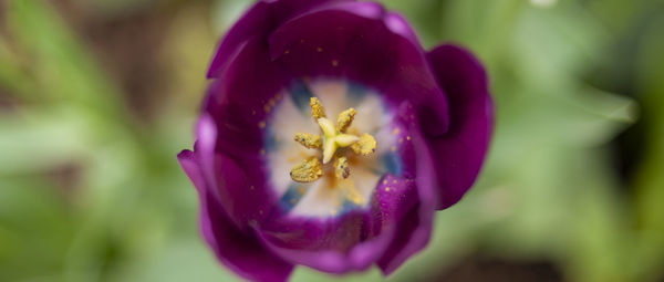 Close-up of purple flower