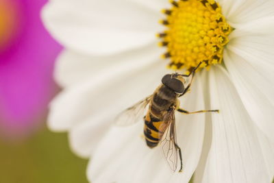 Close-up of bee on yellow flower