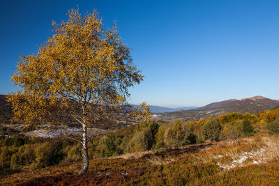 Trees on landscape against clear sky during autumn