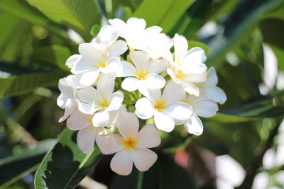 Close-up of white flowering plant