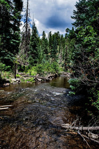 Stream flowing amidst trees in forest against sky