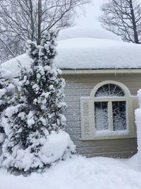 Snow covered tree by building