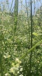 plant