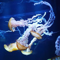 Close-up of jellyfish swimming in sea