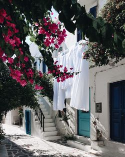 Potted plants hanging outside building