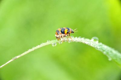 Close-up of insect on leaf