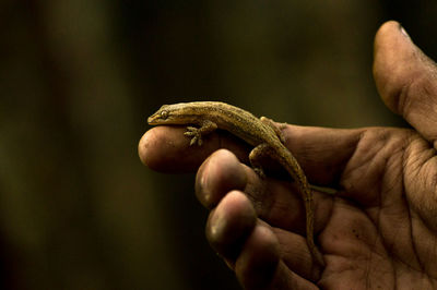 Close-up of hand holding lizard