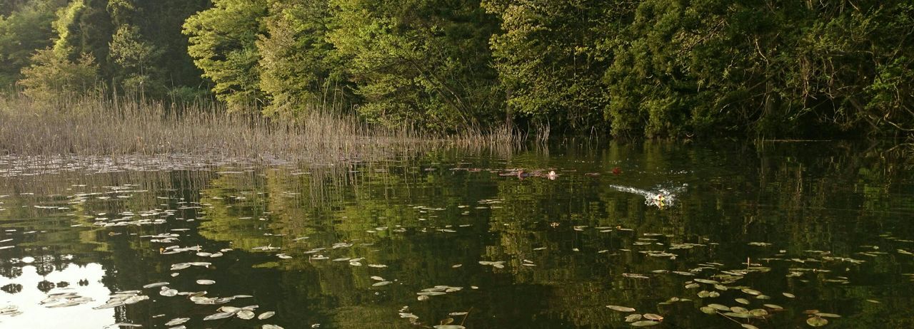 water, lake, reflection, animal themes, pond, bird, nature, tranquility, animals in the wild, green color, wildlife, beauty in nature, growth, plant, swimming, tree, tranquil scene, floating on water, waterfront, grass