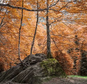 Trees in forest during autumn