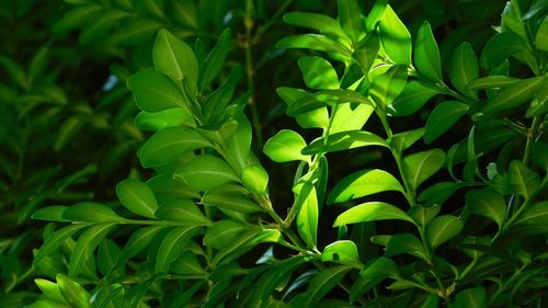 Full frame shot of fresh green plants