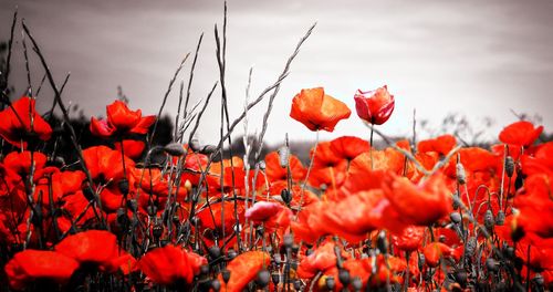 Close-up of red poppy flowers against orange sky