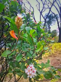 Close-up of flowers blooming on tree