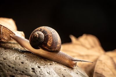 Close-up of snail on rock