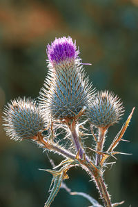 Close-up of wilted thistle