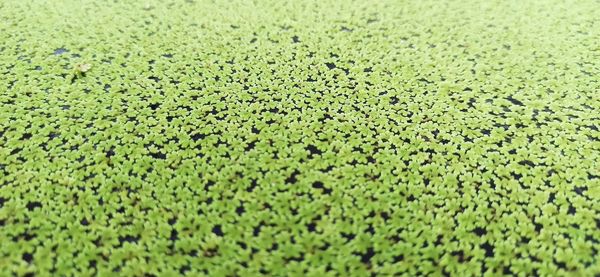 Full frame shot of grass on field