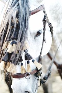 Close-up portrait of horse