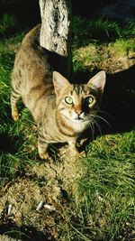 Portrait of cat on grass