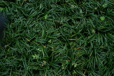 Full frame shot of fresh green plants