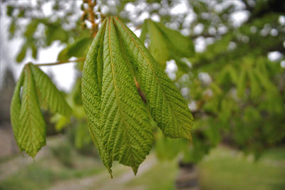 Close-up of green leaves