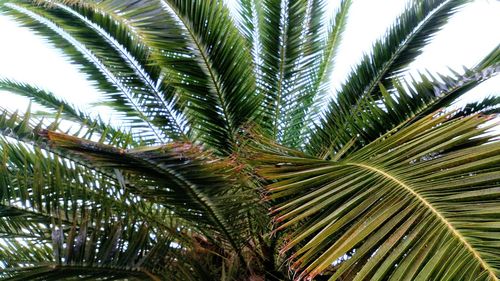 Close-up of palm tree against sky