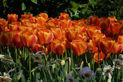 Close-up of orange tulips in field