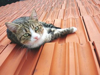 High angle portrait of cat sitting outdoors