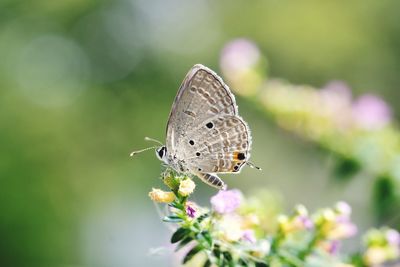 Close-up of butterfly pollinating on flower