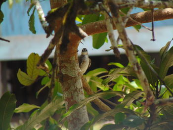 Close-up of bird perching on branch