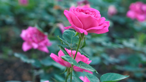 Close-up of pink rose