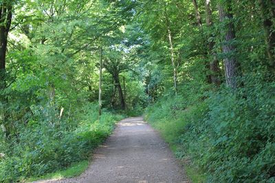 Road amidst trees in forest