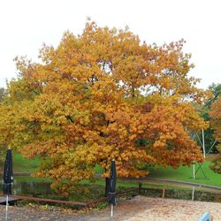 Man standing by tree against sky during autumn