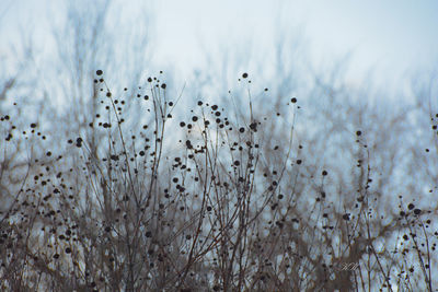 Close-up of flowers in field