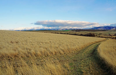 Scenic view of field against sky