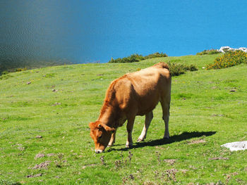 Cow grazing on field against sky