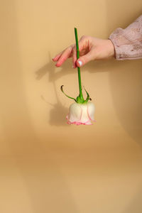 Cropped hand of woman holding toy against wall