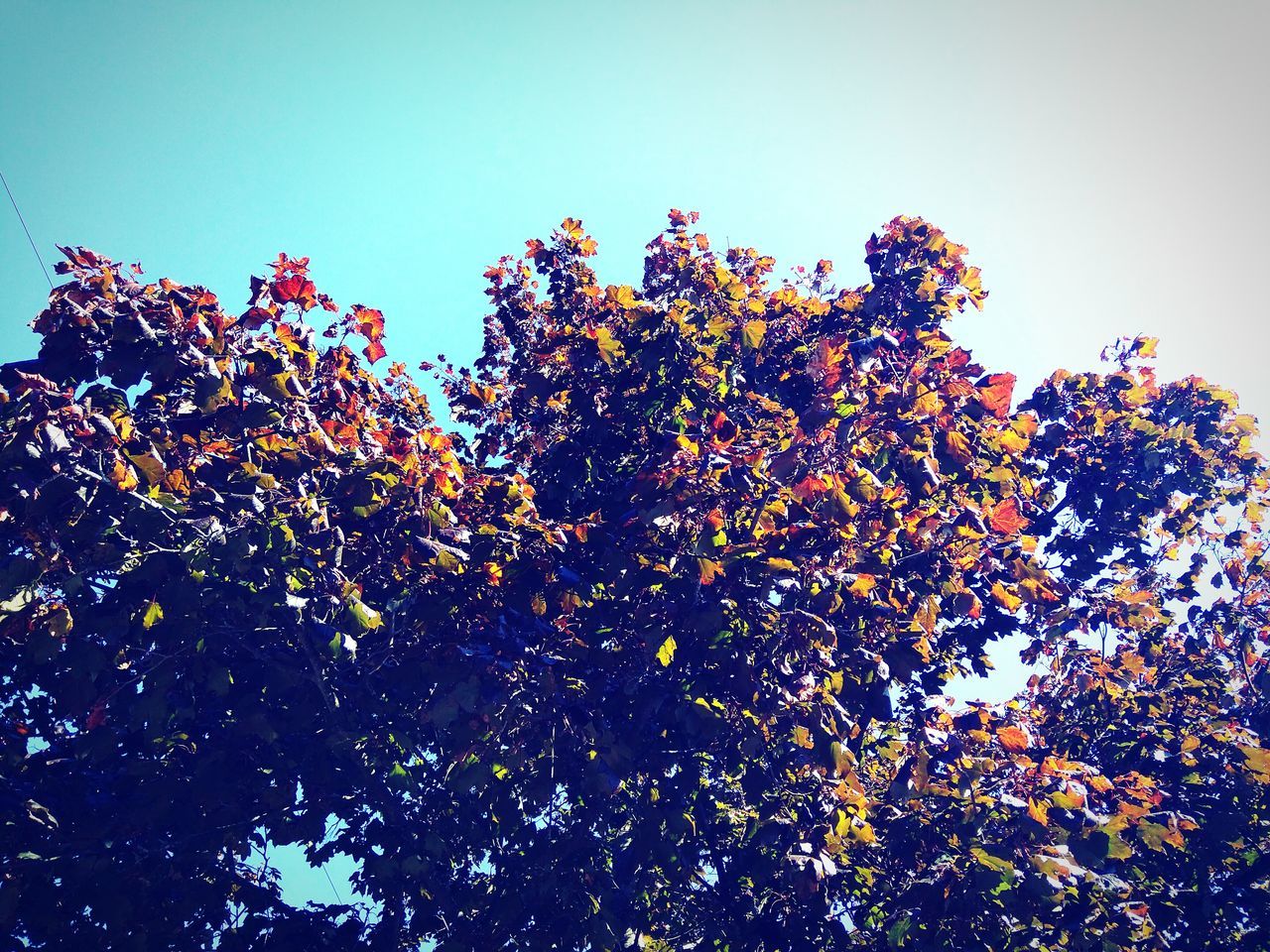 Autumn<3