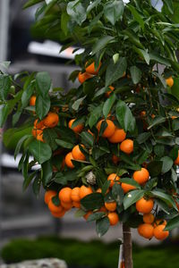 Close-up of orange fruits on tree against sky