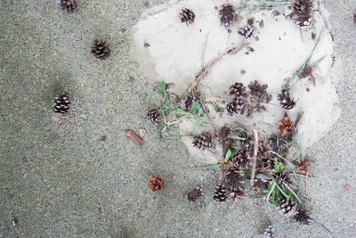 High angle view of crab on plant
