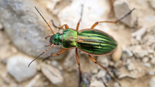 Close-up of insect on rock